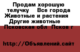 Продам хорошую телучку. - Все города Животные и растения » Другие животные   . Псковская обл.,Псков г.